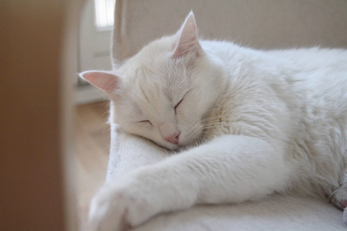 Garde de chat à Grenoble