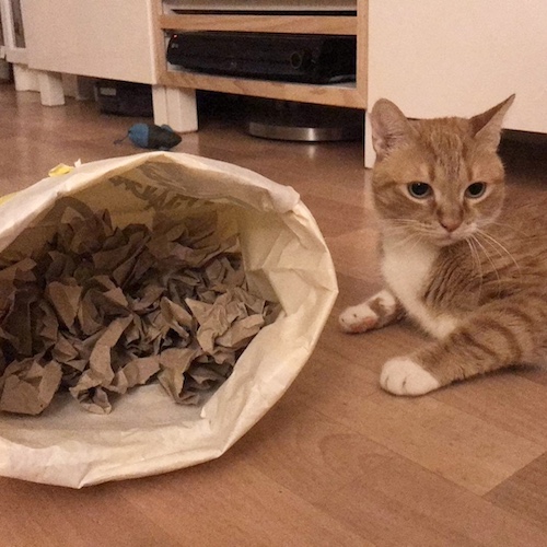 Boulettes de papier pour enrichir l'environnement du chat
