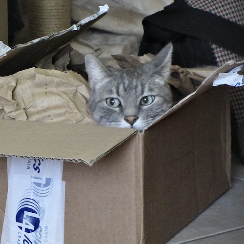 Cartons pour enrichir l'environnement du chat