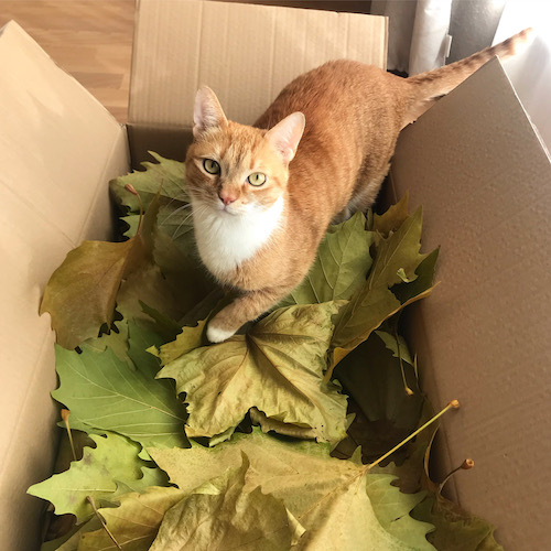 Feuilles mortes pour enrichir l'environnement du chat