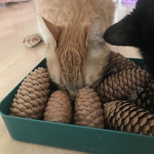 Pommes de pin pour enrichir l'environnement du chat